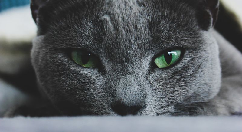Russian Blue: Intuitive Introverts