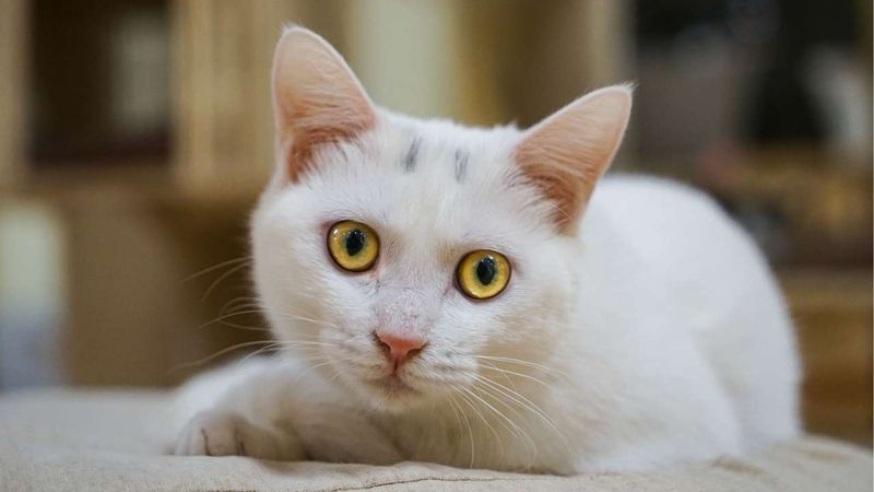Turkish Van: Water-Loving Worry Warriors