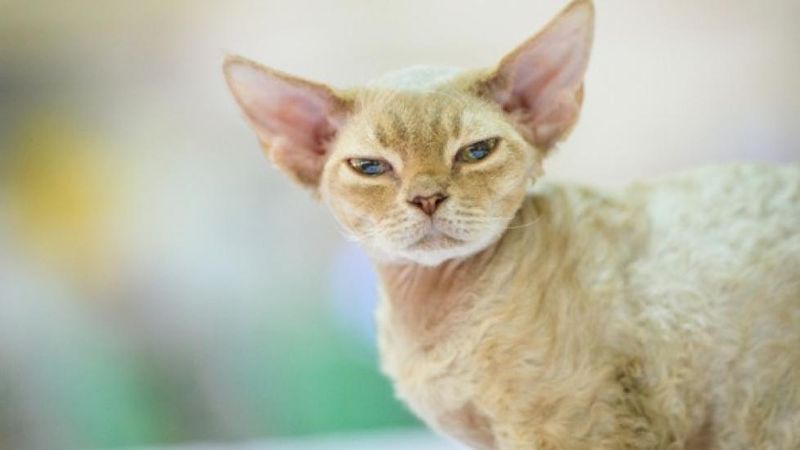 Devon Rex: Delicate Daredevils