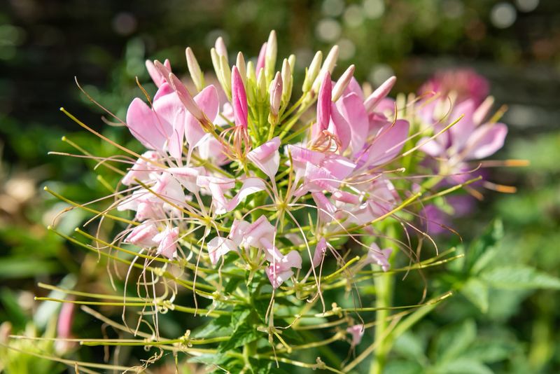 Towering Cleome Barriers