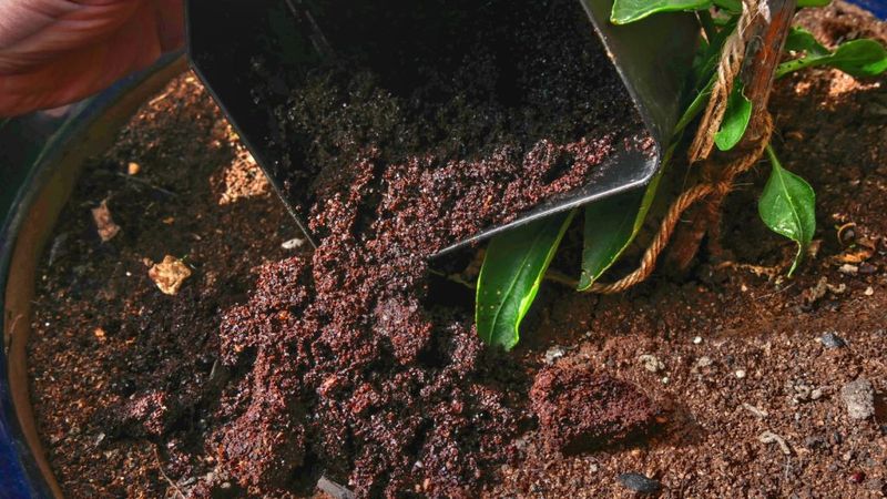 Coffee Grounds Barrier