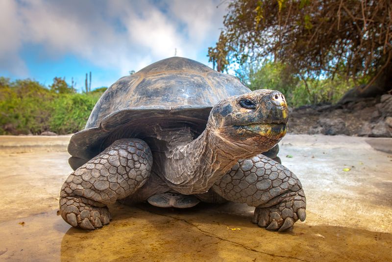Turtle