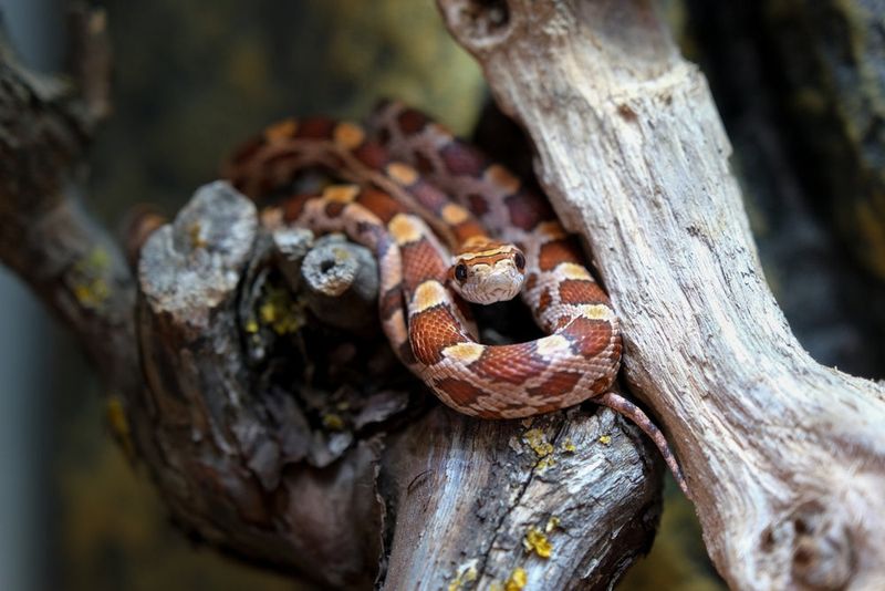 Snakes