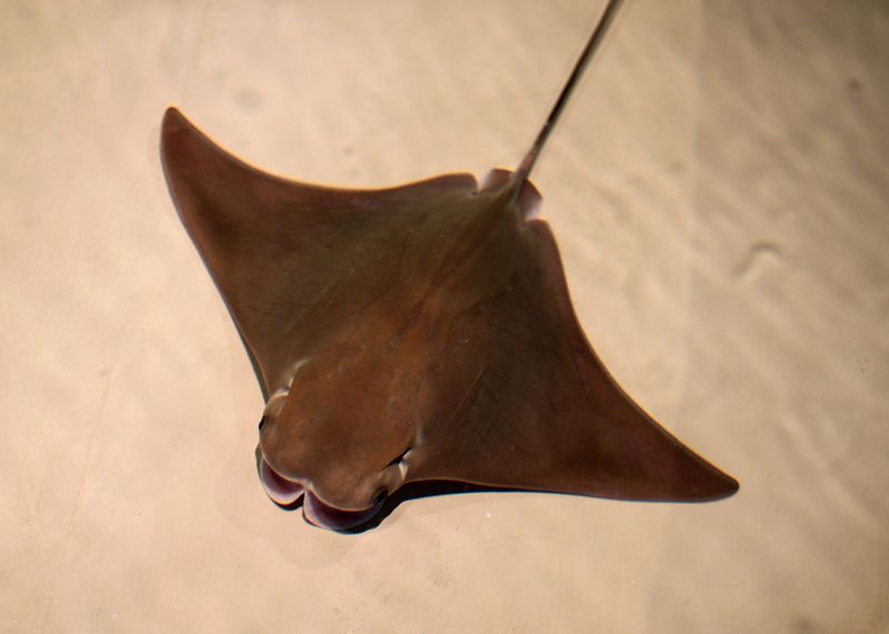 Bullnose Ray's Distinctive Snout