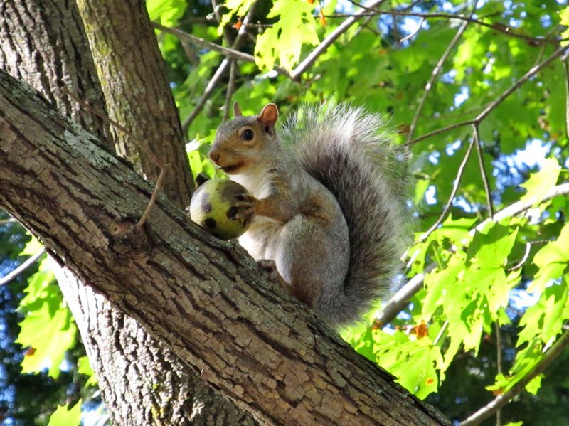 Chattering Squirrels