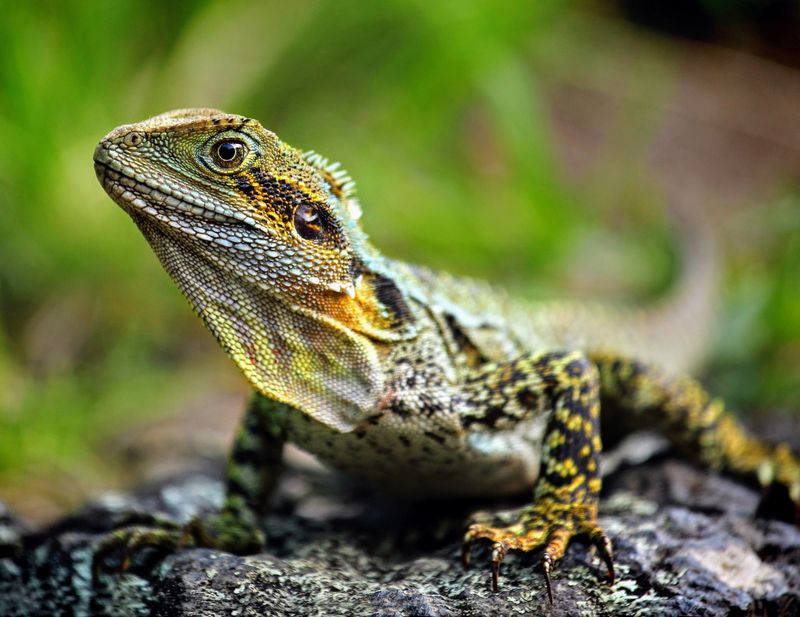 How The Spiny Lizard's Evolution Could Shape Its Future