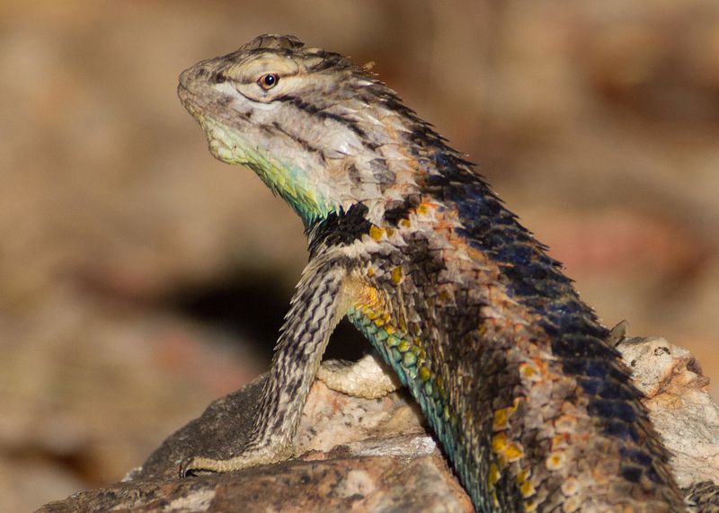 Can The Spiny Lizard's Evolution Hold The Key To Its Future?
