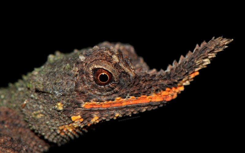 The Science Behind The Spiny Lizard's Evolutionary Speed