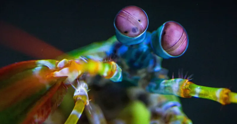 Peacock Mantis Shrimp: The Perfect Hunter