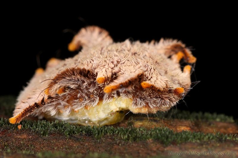 Hag Caterpillar