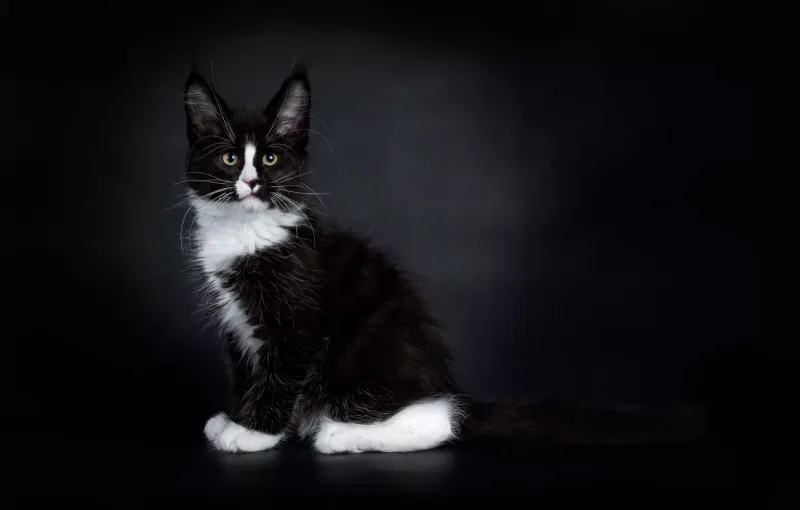 Charming Maine Coon Mix