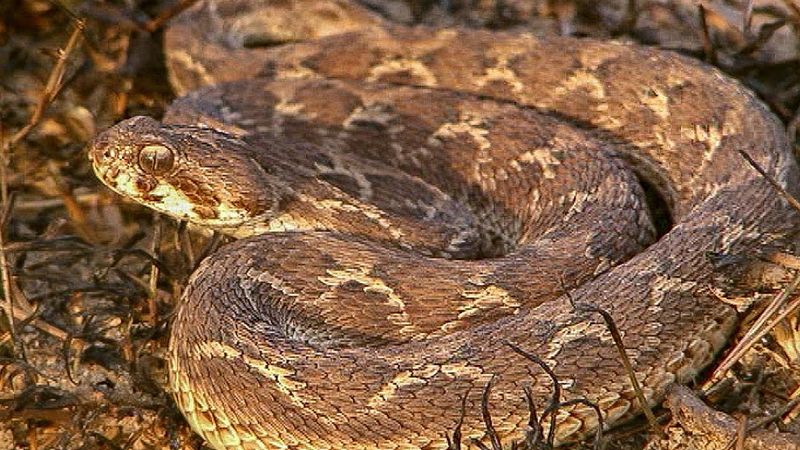 Saw-scaled Vipers