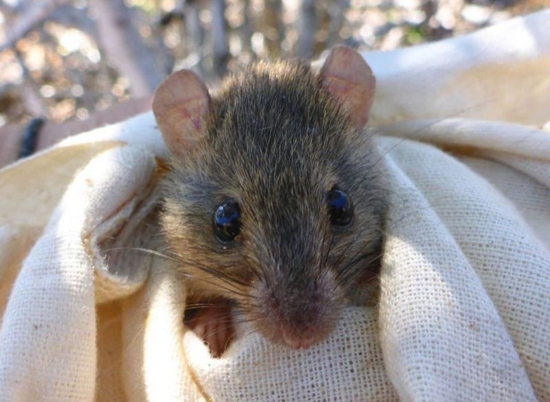 Bramble Cay Melomys