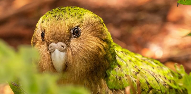 Kakapo - The Flightless Night Parrot