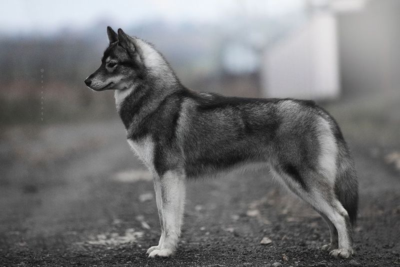 Silver Husky