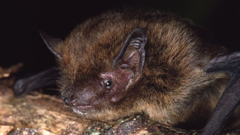 Christmas Island Pipistrelle Bat