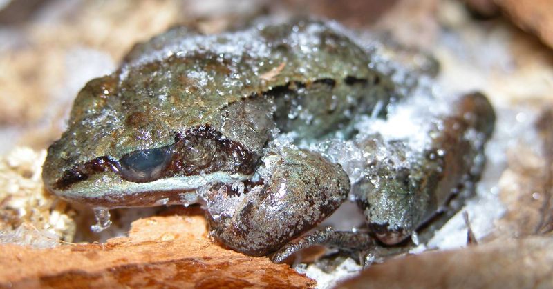 Frogs In Hibernation