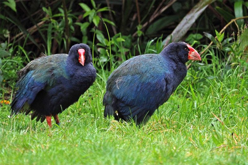 Takahe