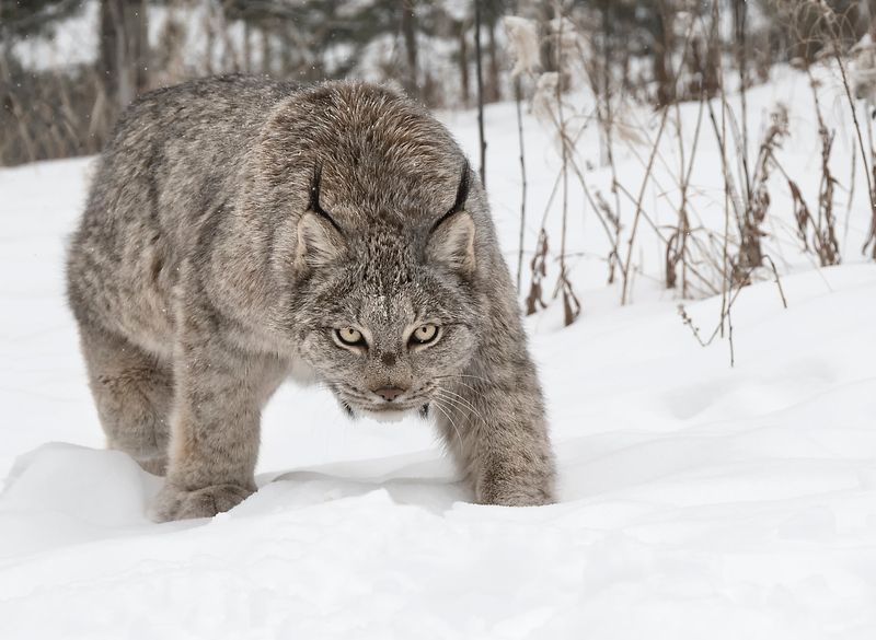 White Phantoms Of The Tundra