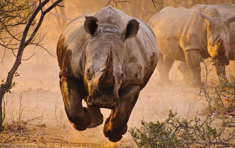 Rhino's Short-Tempered Charge