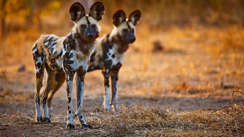 The African Wild Dog