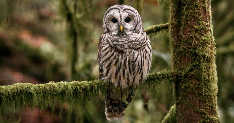 Barred Owl: The Vocal Forest Comedian