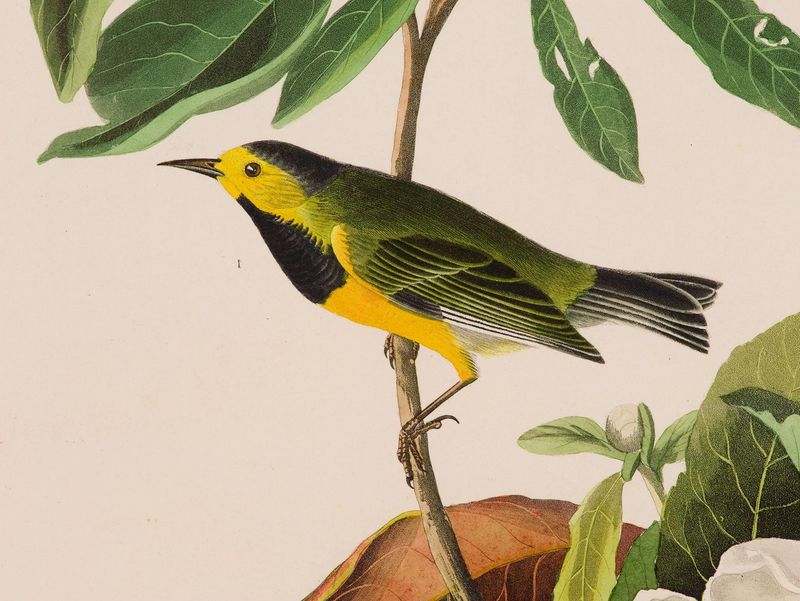 Bachman's Warbler