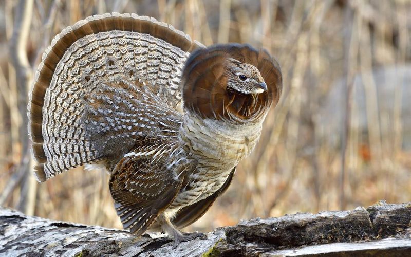 Ruffed Grouse – The Forest Drummer