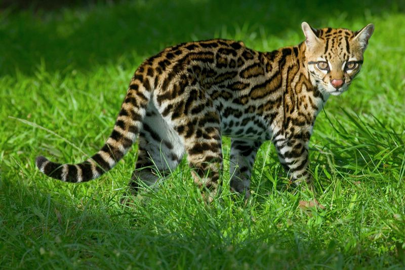Ocelot