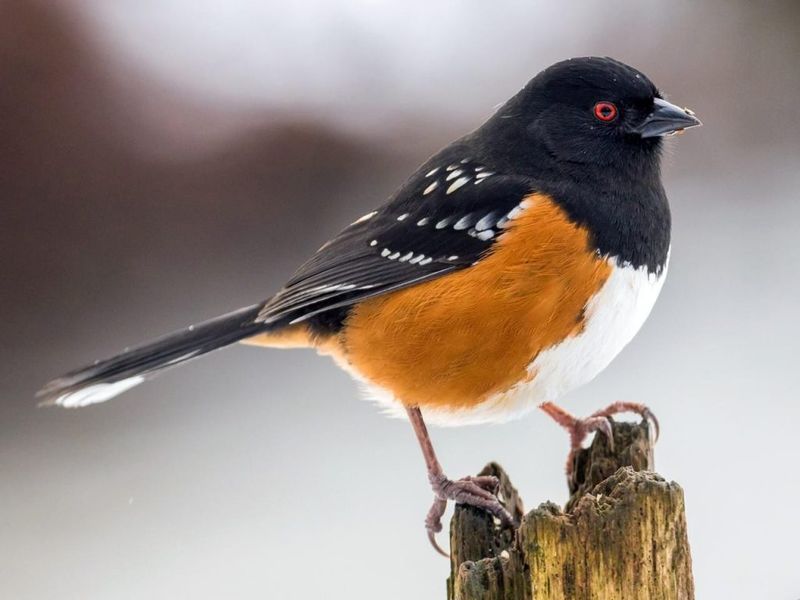 Eastern Towhee