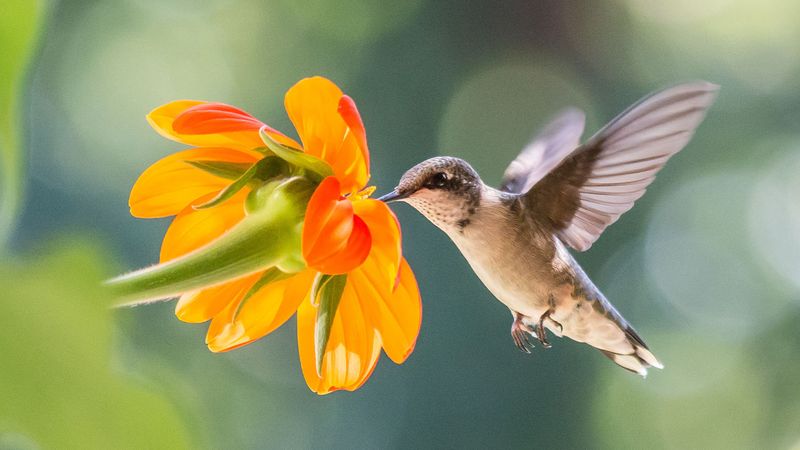 Nectar Feeders Follow Flowering Seasons