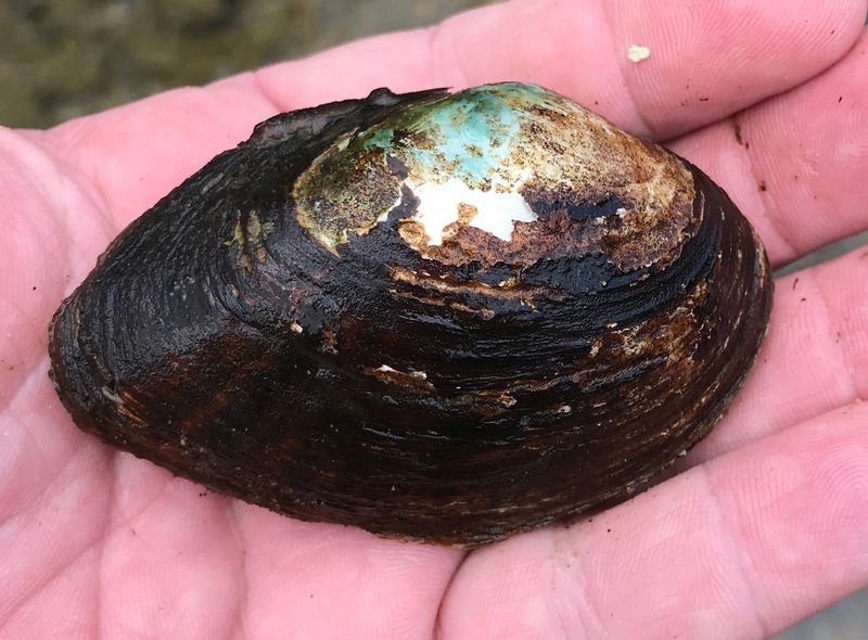 Finelined Pocketbook Mussel