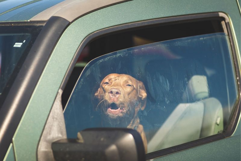 Alert Authorities About Trapped Animals