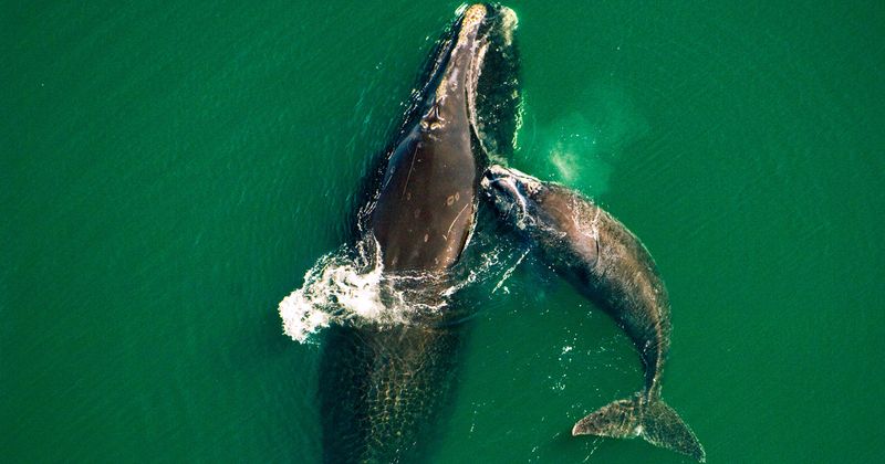 North Atlantic Right Whale