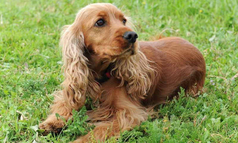 Cocker Spaniels: Gentle Mediators
