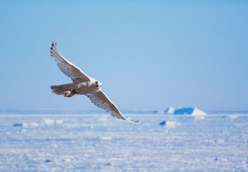 Gyrfalcon: The Arctic Speedster