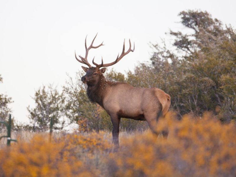 High Country Royalty