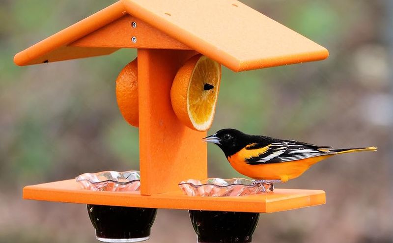 Oriole Feeders: Orange-Themed Fruit Stations