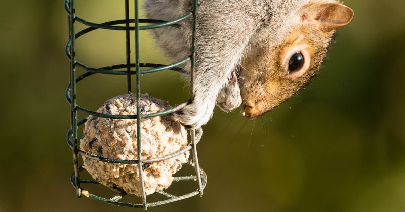 Slinky Guards For Pole-Mounted Feeders
