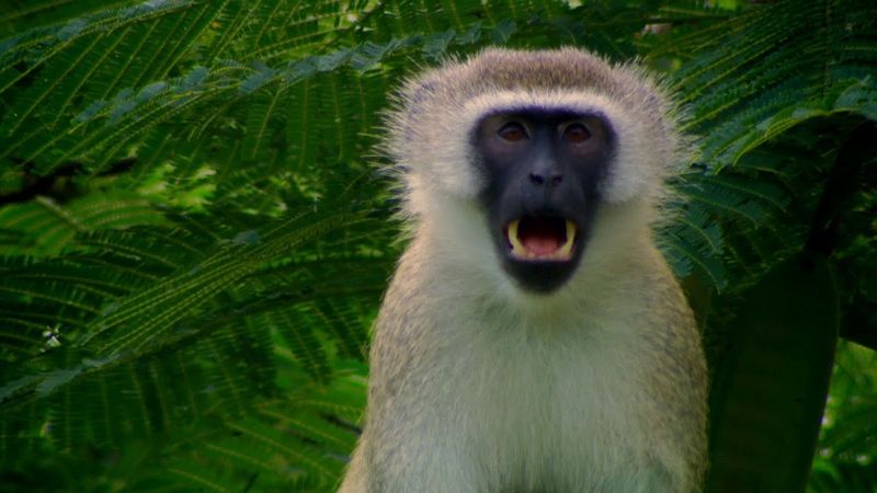 Alarm Calls Of Vervet Monkeys