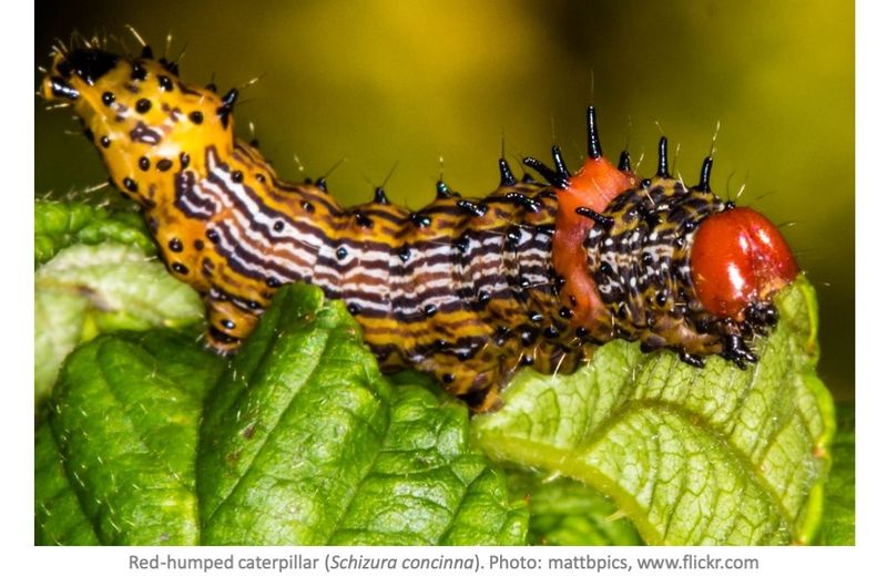 Caterpillars