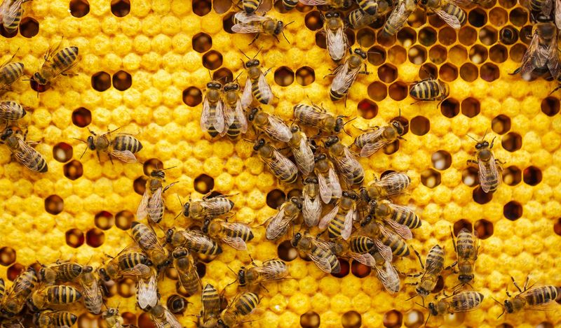 Bees Dancing Mathematical Equations