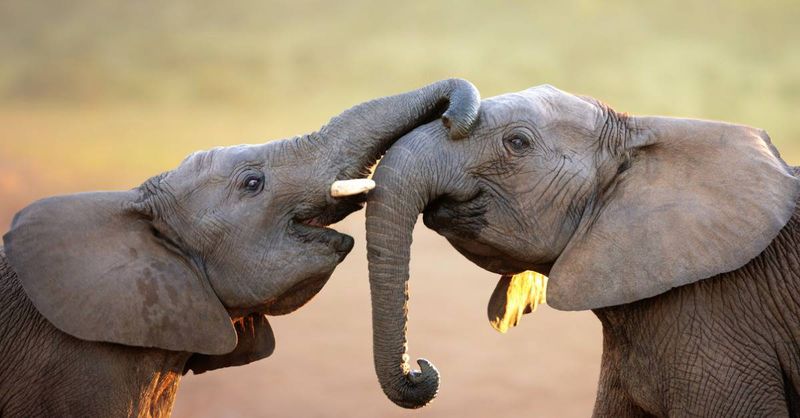 Elephants: Gentle Giants With Brilliant Minds