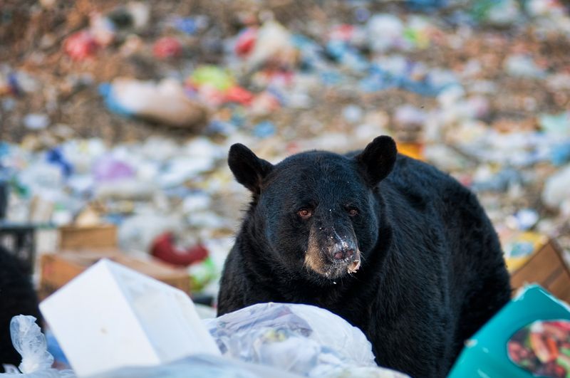 Bears