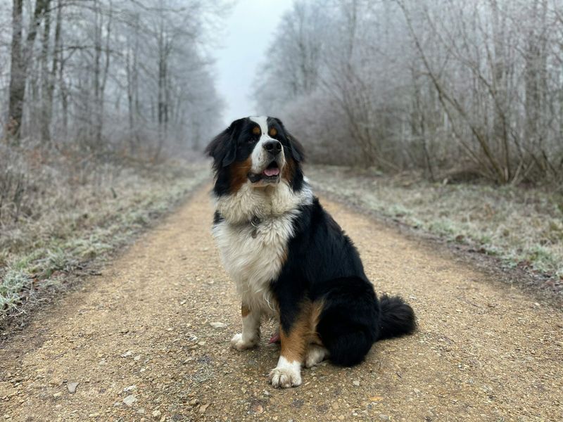 Gentle Souls In Fluffy Packages: Bernese Mountain Dogs