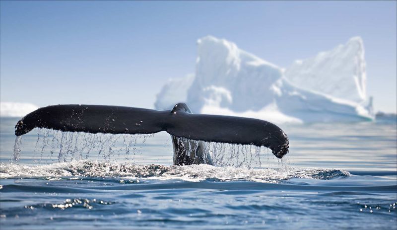 Antarctic Peninsula Waters