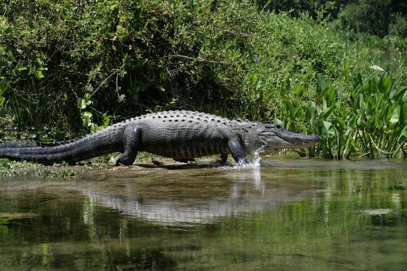 Wakulla Springs State Park