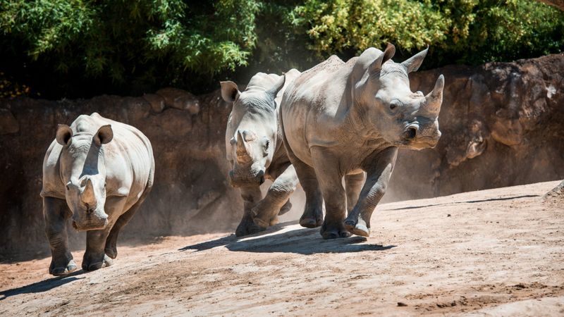 Houston Zoo's Texas-Sized Collection