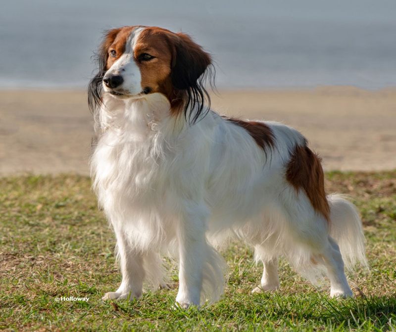 Kooikerhondje