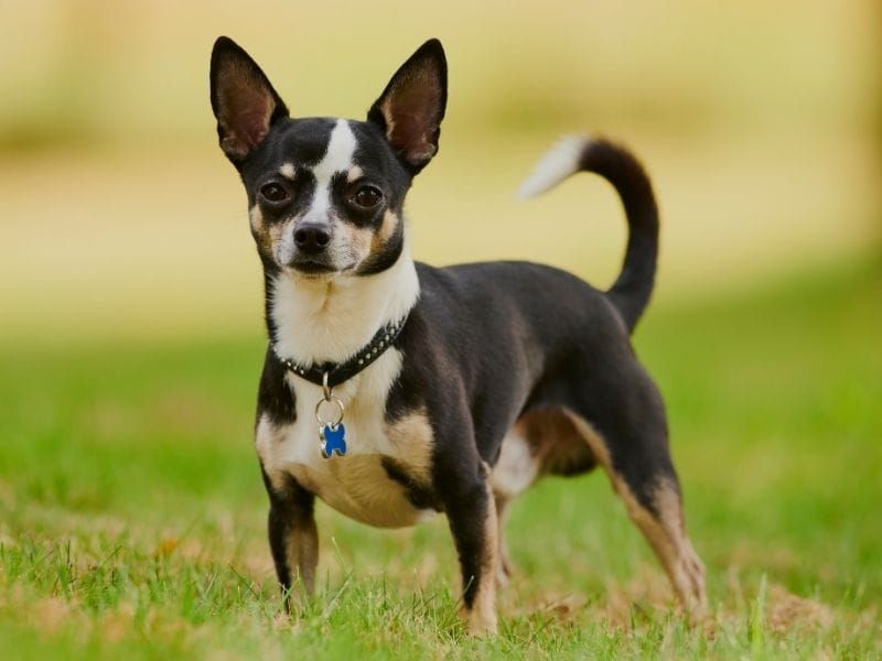Chihuahua (Smooth)